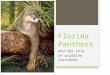 Florida Panthers and the role of wildlife corridors