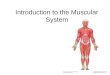 Introduction to the Muscular System. muscle –fascicles fibers fibers of a single fascicle always parallel fascicles of a muscle can be arranged in various