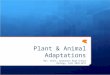 Plant & Animal Adaptations Mrs. Geist, Swansboro High School Biology, Fall 2010-2011