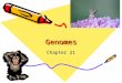 GenomesGenomes Chapter 21. Genomes Sequencing of DNA Human Genome Project 1990-2003 6 countries 20 research centers