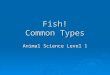 Fish! Common Types Animal Science Level 1. Animals around us: Fish