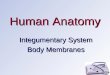 Human Anatomy Integumentary System Body Membranes
