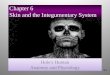 6-1 Hole ’ s Human Anatomy and Physiology Hole ’ s Human Anatomy and Physiology Chapter 6 Skin and the Integumentary System