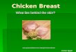 Chicken Breast Chicken Breast What lies behind the skin? Jordan Eppel  catalog/Chicken-Breast