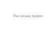 The Urinary System. Outline Introduction – Basic Anatomy & Function Kidneys –Nephrons JGA Apparatus Glomerular Filtration Tubular Reabsorption Tubular