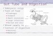 Gut Tube and Digestion Embryonic origin Path of Food Esophagus Stomach Small intestines Large intestines Rectum and anus Blood supply to gut Control of