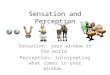 Sensation and Perception Sensation: your window to the world Perception: interpreting what comes in your window