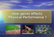 How genes effects Physical Performance ?. Phenotypes and Genotypes Giro vite