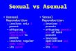 Sexual vs Asexual Asexual Reproduction –involves only 1 parent –offspring genetically identical to parent –involves regular body cells –its quick Sexual