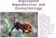 Angiosperm Reproduction and Biotechnology Ch. 38 Orchid deception… Male wasps attempt to mate with flower b/c of its color and scent that is similar to