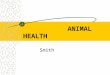 ANIMAL HEALTH Smith. Signs that Indicate Healthy and Unhealthy Animals Healthy Livestock: Contentment Alertness Chewing of cud Sleek coat Bright eyes