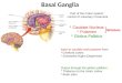 Basal Ganglia Part of the motor system: control of voluntary movement Caudate Nucleus Putamen Globus Pallidus Input to caudate and putamen from: Cerebral