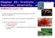 Chapter 28: Protists - structure, function, diversity, evolution, impact Protists (Chapter 28) 1. More structural and functional diversity than any other