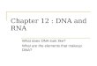 Chapter 12 : DNA and RNA What does DNA look like? What are the elements that makeup DNA?