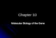 Chapter 10 Molecular Biology of the Gene. Information transfer is from DNA  RNA  protein Replication What is it? Where does it occur? REPLICATION Copying