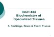 1 BCH 443 Biochemistry of Specialized Tissues 3. Cartilage, Bone & Teeth Tissue