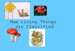 How Living Things are Classified S7L1 Students will investigate the diversity of living organisms and how they can be compared scientifically. S7L4 Students