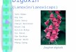 Digoxin (Lanoxin/Lanoxicaps) foxglove digitalis Seth Adams Duy Cao Scott Davis Cheryl Hanslovan Bryan Ing Kristin McKay Vic Patel Dan Rackham Darren Smith