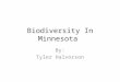 Biodiversity In Minnesota By: Tyler Halvorson. Red Tailed Hawk (Buteo jamaicensis) Description- o Length: 19 to 26 inches. o Weight: 2 to 4 pounds. o