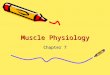 Muscle Physiology Chapter 7. Skeletal Muscle Tissue Striated Elongated Fibers Voluntary Nervous Control Located Near Bones