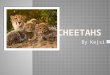 By Kejsi  Cheetahs are tan and have black spots