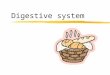 Digestive system. Learning objectives zTo outline the digestive system and metabolism. zTo identify the source of energy. zTo describe the process of