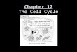 Chapter 12 The Cell Cycle. Cell Division Zebra fish