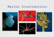 Marine Invertebrates.  Domain Eukarya (Eukaryotes)  Kingdom Animalia (animals)  No vertebra (backbone)  97% of all animal species on earth