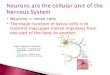 Neurons = nerve cells  The major function of nerve cells is to transmit messages (nerve impulses) from one part of the body to another. ◦ Major regions