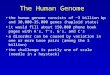 The Human Genome the human genome consists of ~3 billion bp and 30,000-35,000 genes (haploid state) it would fill about 150,000 phone book pages with A’s,