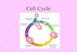 Cell Cycle. Based on what you already know: What is Diffusion? Does Rate of Diffusion effect if a cell will grow? Remember, the cell membrane allows nutrients