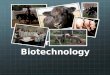 Animal Biotechnology. The application of scientific and engineering principles to the processing or production of materials by animals or aquatic species
