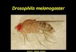 Drosophila melanogaster Source: Zdenék Berger Mating Egg-laying Embryo larva pupa adult Life Cycle (10 days)