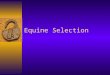 Equine Selection. Objective 18.0  Explain skills necessary to make wise selection of equine