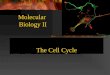 The Cell Cycle Molecular Biology II. The Life Cycle of Cells The Cell Cycle Follows a Regular Timing Mechanism. Newly born cells grow and perform their