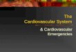The Cardiovascular System & Cardiovascular Emergencies