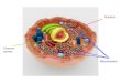 Nucleus Mitochondria Chromo- somes. Mitochondrial Diseases Organs with high energy needs tend to be most severely affected e.g. muscle, brain, eyes,
