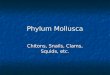 Phylum Mollusca Chitons, Snails, Clams, Squids, etc