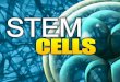 What is a STEM CELL? Unspecialized cells: can become any type of cell in the body Serve as the body’s repair system Renew and Replenish other cells