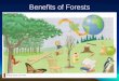 Benefits of Forests. Enjoyable forest walks and woodland trails. Woodland and Forests provide habitats for insects and animals. Renewable source of fuel