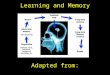 Learning and Memory Adapted from: home.cc.umanitoba.ca/~marotta/3350/Lecture18_memory.ppt ... - United