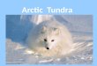 The Arctic is mostly ice and snow with many animals. When the tundra comes many plants grow. The word “tundra” means treeless plain. The growing season