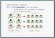 Selection causes Microevolution Frequency of alleles (versions of a gene) changes in a population