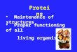 Proteins  Maintenance of structures  Proper functioning of all living organisms