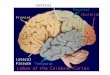 Central Sulcus Lateral Fissure. Locate: Spinal Cord Brainstem Cerebellum Frontal Lobe (& Broca’s area, motor cortex) Temporal Lobe (& auditory cortex),