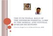 T HE FUNCTIONAL ROLE OF THE INFERIOR PARIETAL LOBE IN THE DORSAL AND VENTRAL STREAM DICHOTOMY Victoria Singh-Curry & Masud Husain, 2009