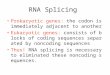 RNA Splicing Prokaryotic genes: the codon is immediately adjacent to another Eukaryotic genes: consists of blocks of coding sequences separated by noncoding