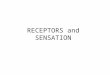 RECEPTORS and SENSATION. Sensory Receptors Perceptions of world are created by the brain from AP sent from sensory receptors. Sensory receptors respond