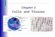 Chapter 3 Cells and Tissues. Cells and Tissues  Cells are the building blocks of all living things  Tissues are groups of cells that are similar in