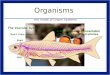 Organisms Are made of Organ Systems. Organ Systems